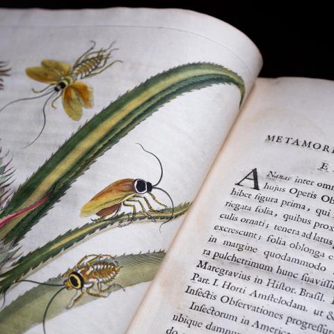 image of an open book with a colorful image of insects on a tropical plant and printed text